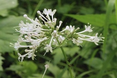 Valeriana pauciflora