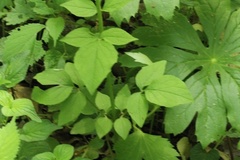 Valeriana pauciflora