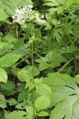 Valeriana pauciflora