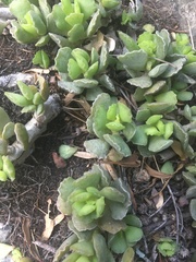 Adromischus cristatus