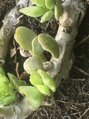 Adromischus cristatus