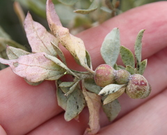 Asphondylia atriplicis