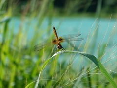 Urothemis signata