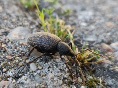 Otiorhynchus aurifer