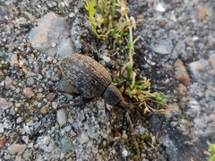 Otiorhynchus aurifer