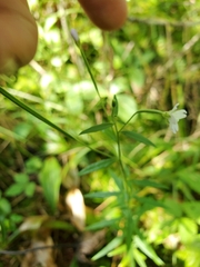 Campanula aparinoides