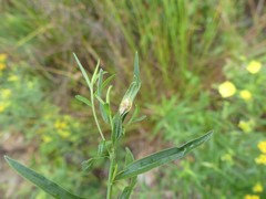 Puccinia caricis-solidaginis