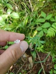 Campanula aparinoides