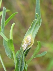 Puccinia caricis-solidaginis