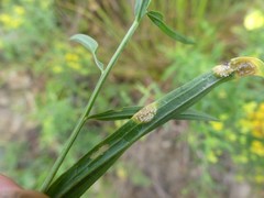 Puccinia caricis-solidaginis