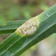 Puccinia caricis-solidaginis
