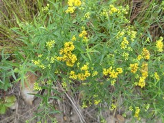 Puccinia caricis-solidaginis