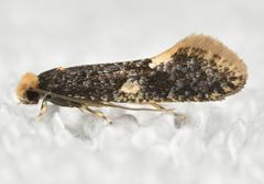 Monopis weaverella