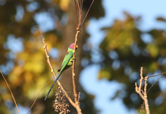 Psittacula cyanocephala