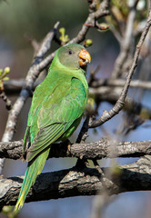 Psittacula himalayana