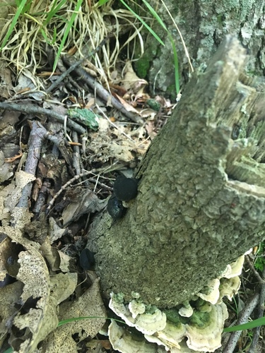Tremella indecorata image