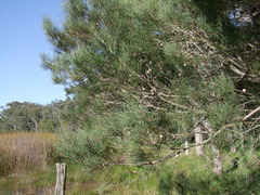 Hakea rostrata