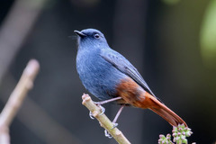 Phoenicurus fuliginosus