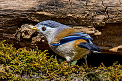 Actinodura cyanouroptera