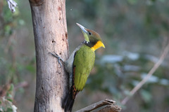 Chrysophlegma flavinucha