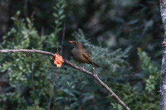 Turdus boulboul