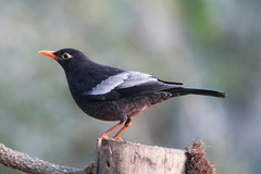 Turdus boulboul