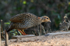 Francolinus francolinus