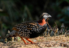 Francolinus francolinus