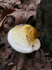 Ganoderma curtisii
