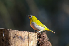 Zosterops palpebrosus