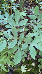 Stylophorum diphyllum