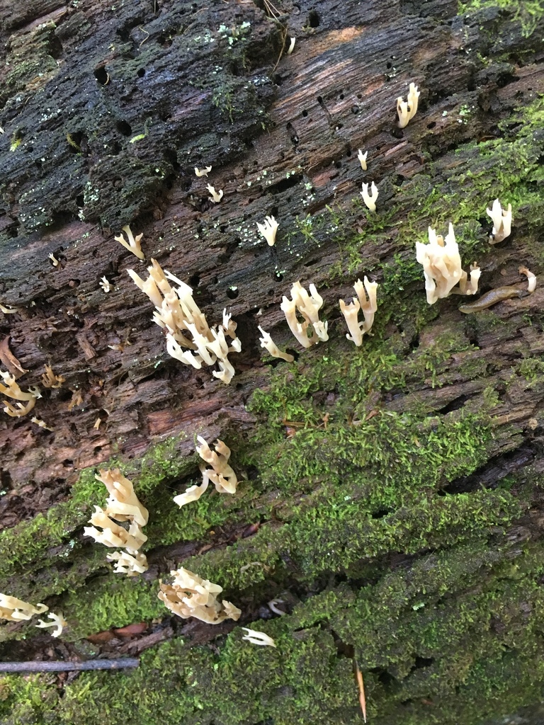 Artomyces carolinensis