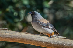 Dendrocitta formosae