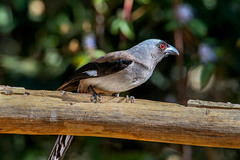 Dendrocitta formosae