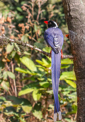 Urocissa erythroryncha