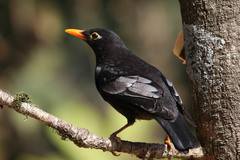 Turdus boulboul