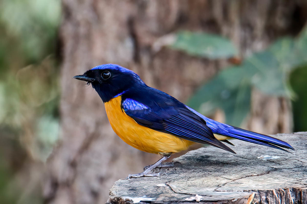 Rufous-bellied Niltava (Niltava sundara) photo