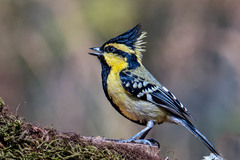 Machlolophus xanthogenys