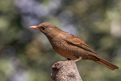 Turdus boulboul