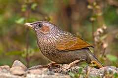 Trochalopteron lineatum