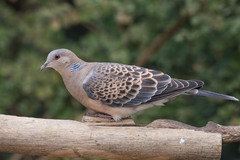 Streptopelia orientalis