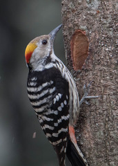Dendrocoptes auriceps