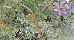 Lupinus variicolor