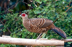 Lophura leucomelanos