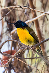 Aethopyga nipalensis