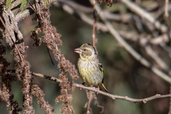 Chloris spinoides