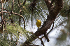 Phylloscopus xanthoschistos