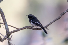 Phoenicurus coeruleocephala