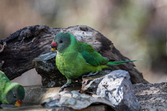 Psittacula himalayana