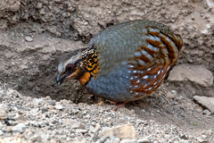 Arborophila rufogularis